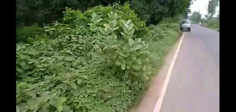  Residential Plot 2711 Bigha for Sale in English Bazar, Malda