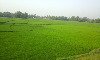  Agricultural Land for Sale in Dhankot, Gurgaon