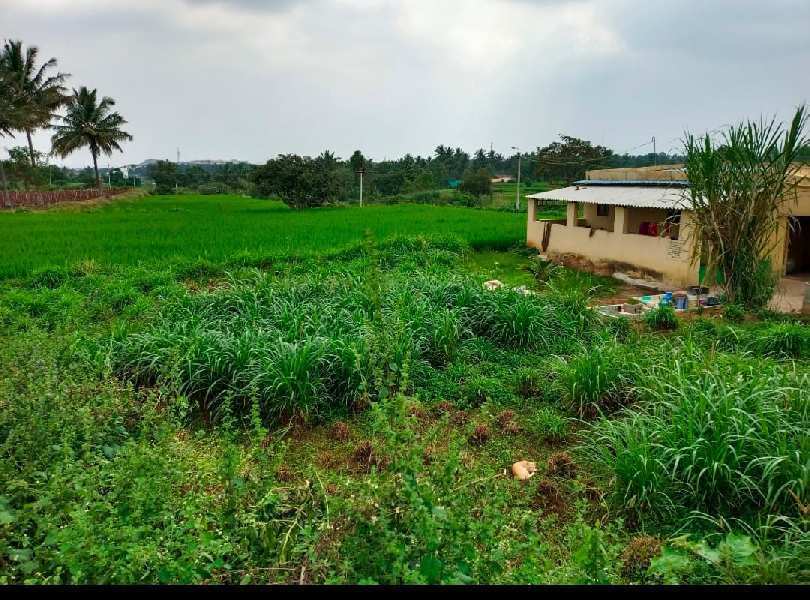 Farm Land for Sale in Shoolagiri, Krishnagiri (REI1037336)