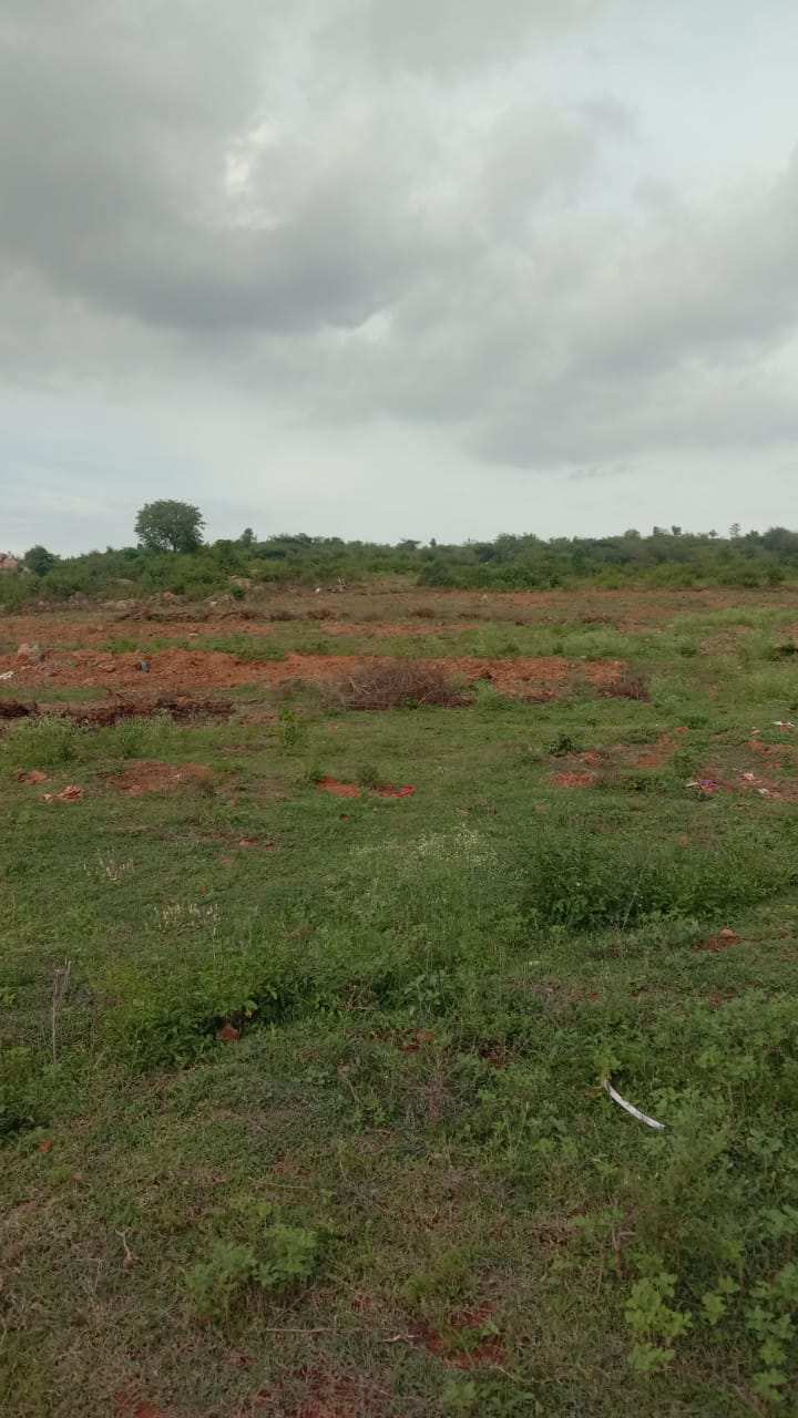 Farm Land for Sale in Denkanikottai, Krishnagiri (REI1052734)