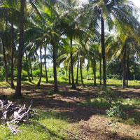  Agricultural Land for Sale in Marandahalli, Dharmapuri