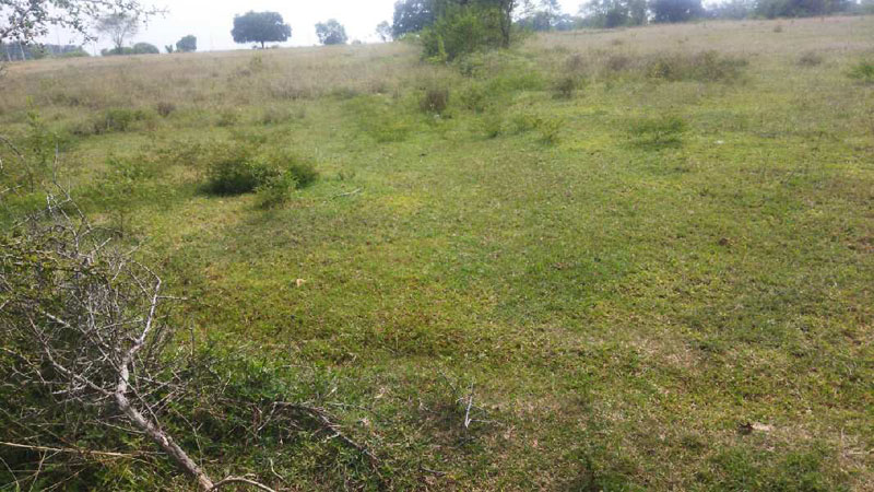 Agricultural Land 3 Acre for Sale in Heggadadevana Kote, Mysore