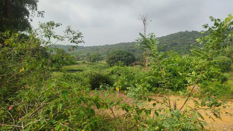 Agricultural Land 3 Acre for Sale in Gundlupet, Chamrajnagar