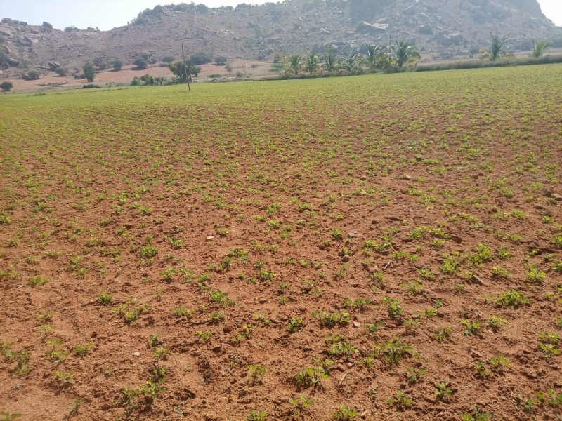 Agricultural Land 7 Acre for Sale in Pavagada, Tumkur (REI1222425)