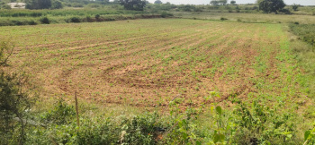  Agricultural Land for Sale in Denkanikottai, Krishnagiri