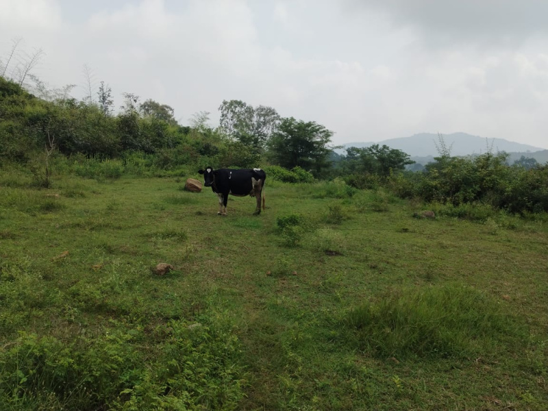  Agricultural Land 4 Acre for Sale in Pavagada, Tumkur