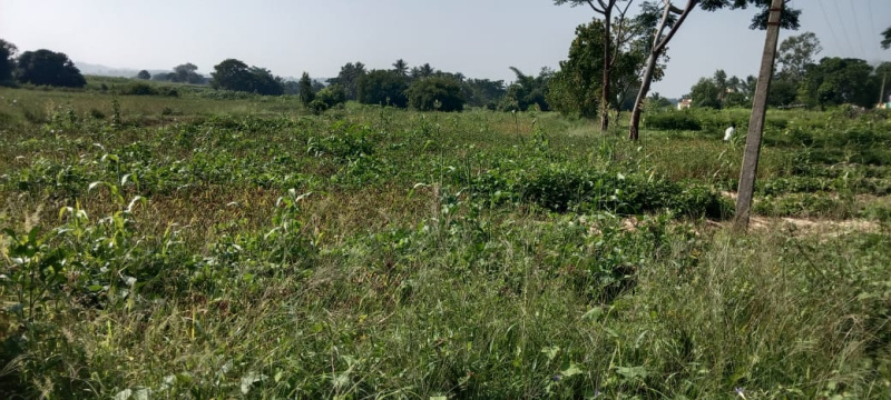  Agricultural Land 1 Acre for Sale in Denkanikottai, Krishnagiri