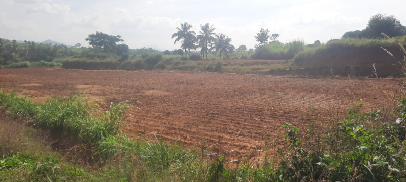  Agricultural Land 30 Acre for Sale in Denkanikottai, Krishnagiri