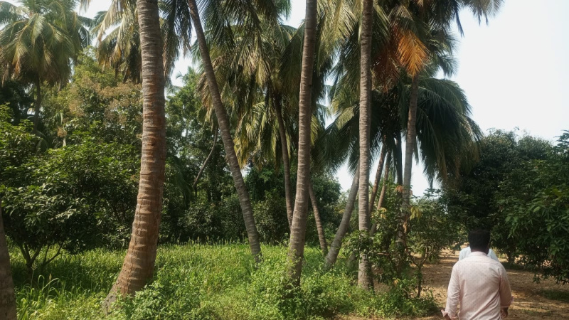  Agricultural Land 5 Acre for Sale in Bargur, Krishnagiri