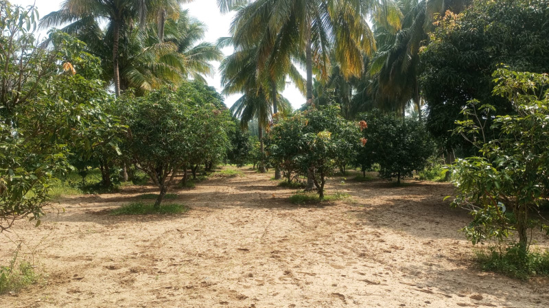  Agricultural Land 5 Acre for Sale in Bargur, Krishnagiri