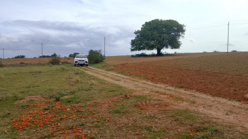  Agricultural Land 80 Acre for Sale in Kalyandurg, Anantapur