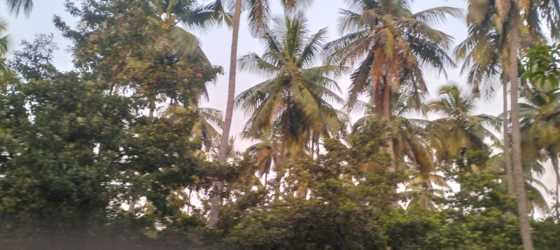  Agricultural Land 2 Acre for Sale in Bargur, Krishnagiri