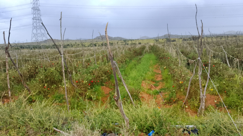  Agricultural Land 10 Acre for Sale in Pavagada, Tumkur