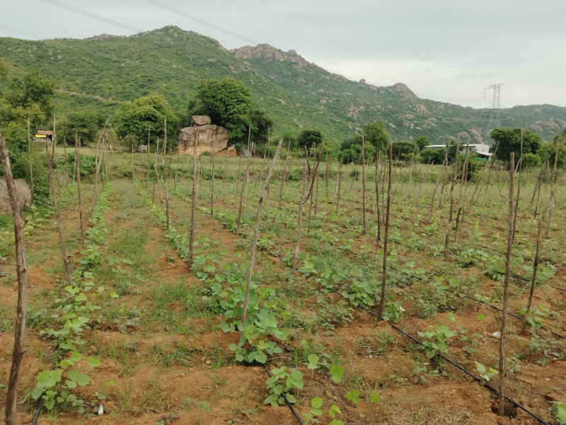  Agricultural Land 1 Acre for Sale in Palakkodu, Dharmapuri