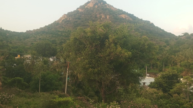  Agricultural Land 5 Acre for Rent in Kathujuganapalli, Krishnagiri
