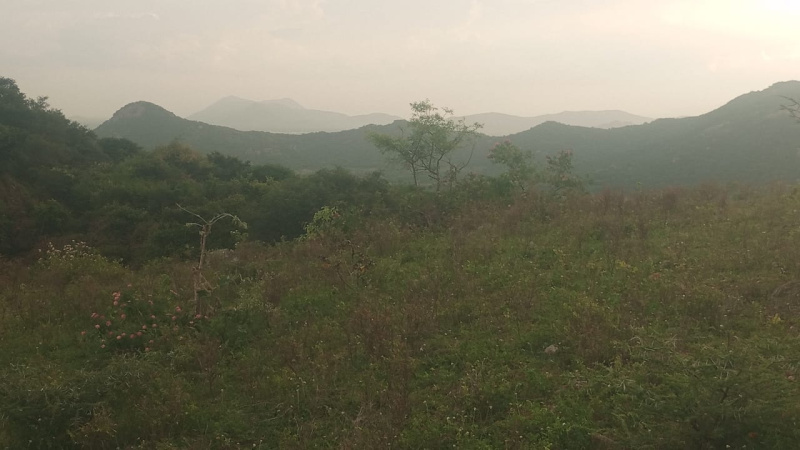  Agricultural Land 5 Acre for Rent in Kathujuganapalli, Krishnagiri