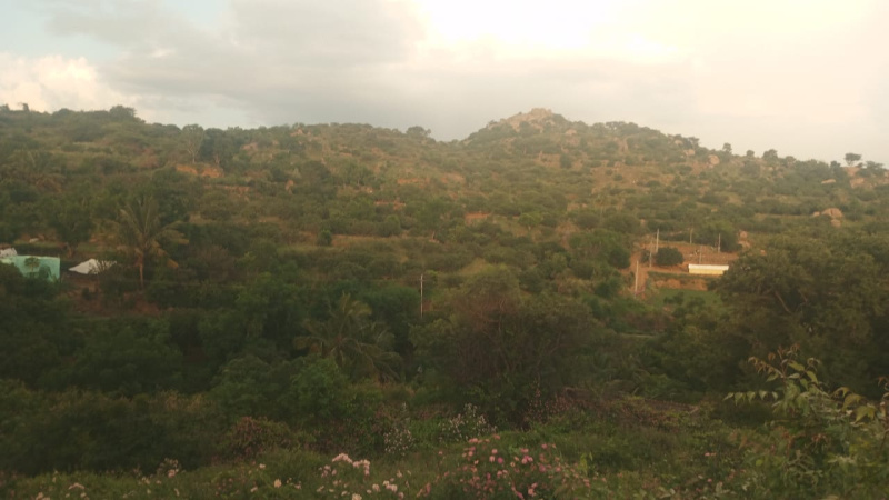  Agricultural Land 5 Acre for Rent in Kathujuganapalli, Krishnagiri