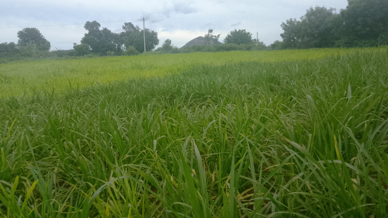  3 Acre Agricultural/Farm Land for Sale in Uddanapalli, Krishnagiri