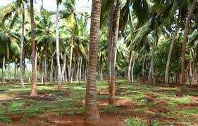  Agricultural Land for Sale in Mandaikadu, Kanyakumari