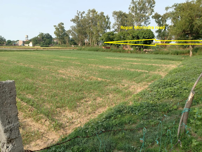  Agricultural Land 74 Marla for Sale in Morinda, Rupnagar