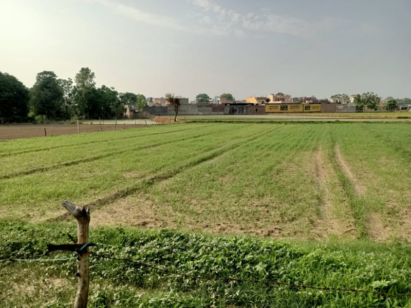  Agricultural Land 74 Marla for Sale in Morinda, Rupnagar