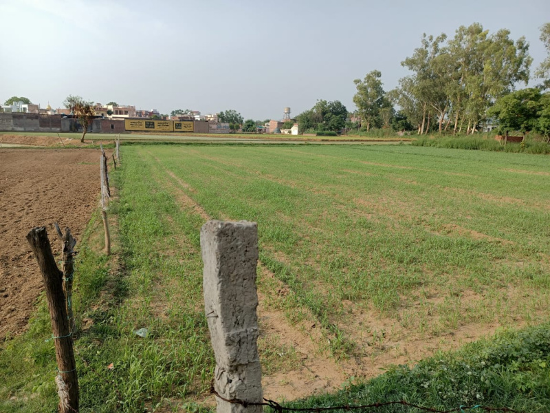  Agricultural Land 74 Marla for Sale in Morinda, Rupnagar