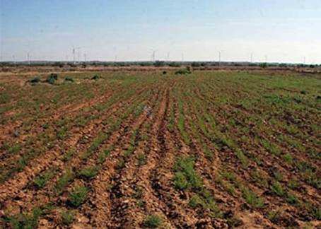 Agricultural Land 20 Bigha for Sale in Kuldhara, Jaisalmer
