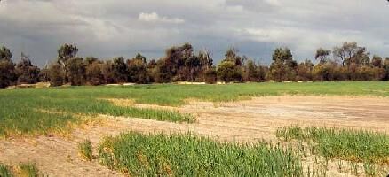  Agricultural Land for Sale in Kaladera, Jaipur