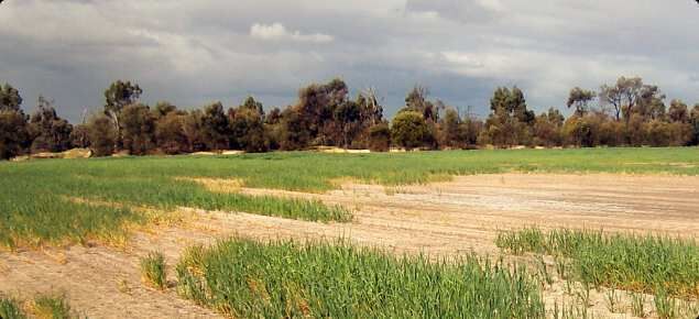  Agricultural Land 11 Bigha for Sale in Kaladera, Jaipur