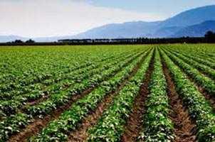  Agricultural Land for Sale in Kharar, Rupnagar