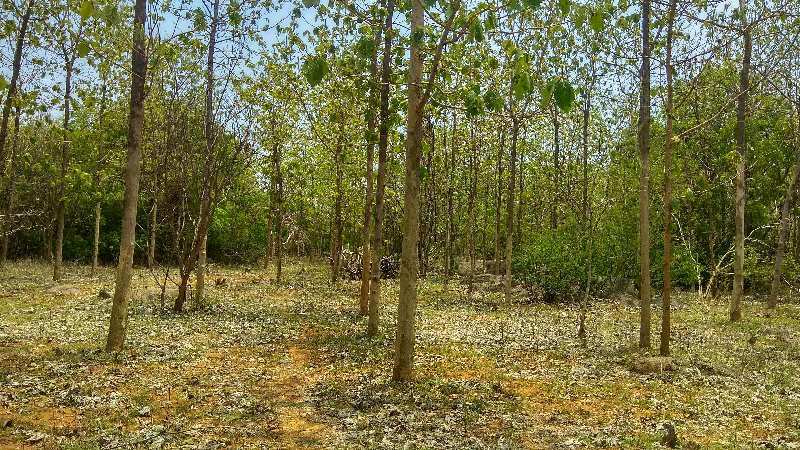 Agricultural Land 8 Acre for Sale in Salamedu, Villupuram