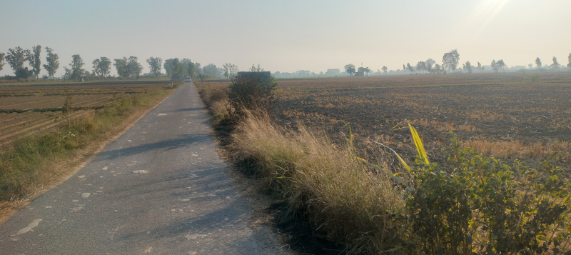  Agricultural Land 7 Acre for Sale in Adampur, Jalandhar