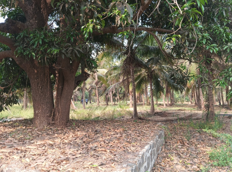  Residential Plot 67000 Sq.ft. for Sale in Nagaon, Alibag, Raigad