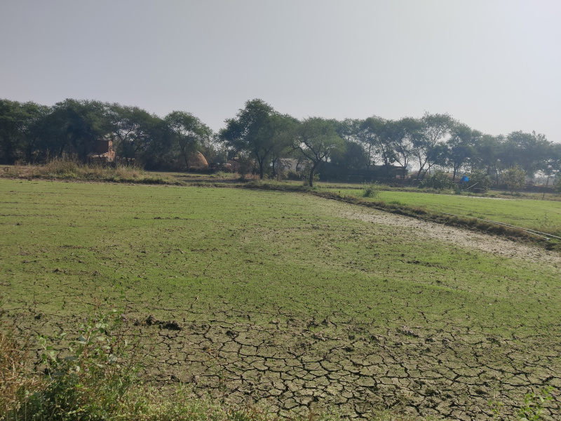  Agricultural Land 100 Acre for Sale in Jagdalpur, Bastar