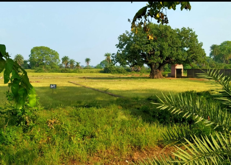  Agricultural Land 40 Acre for Sale in Chhura, Gariaband, Raipur
