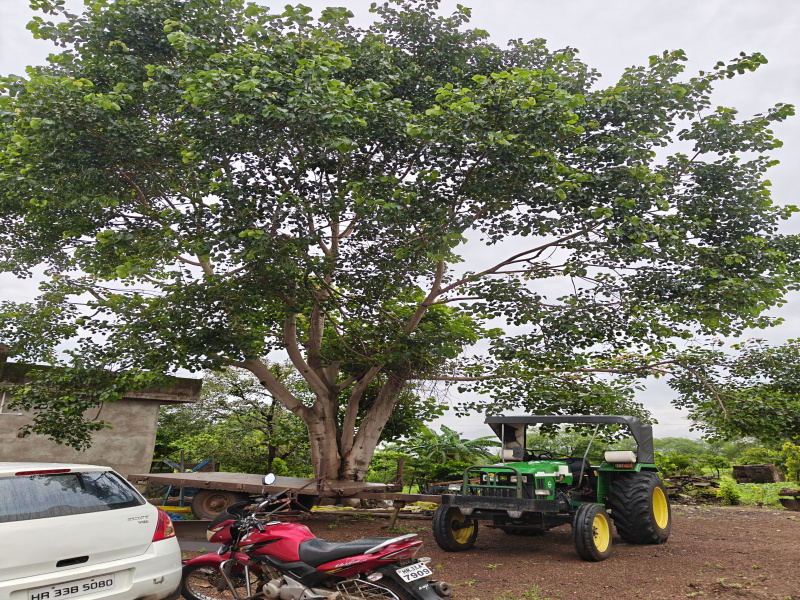  Agricultural Land 30 Acre for Sale in Nawagarh, Bemetara