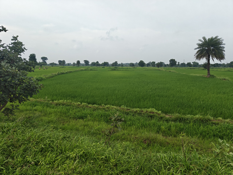  Commercial Land 5 Acre for Sale in Nawapara Rajim, Raipur
