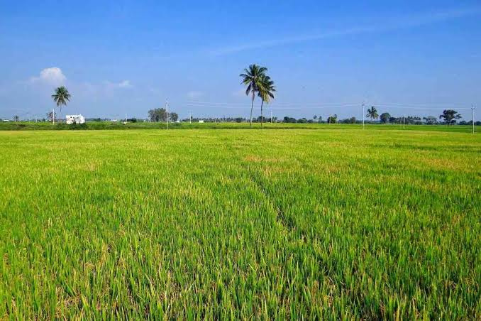  Commercial Land 100 Acre for Sale in Berla, Bemetara