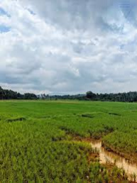  Commercial Land 100 Acre for Sale in Berla, Bemetara