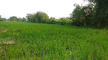  Agricultural Land for Sale in Padra, Vadodara