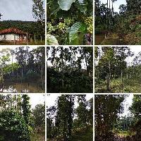  Commercial Land for Sale in Kanathi, Chikmagalur
