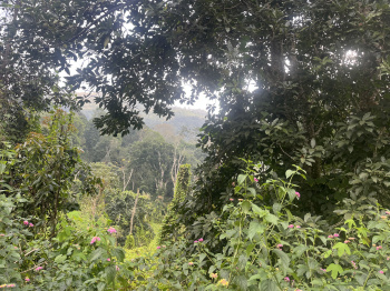  Agricultural Land for Sale in Pannaikadu, Kodaikanal