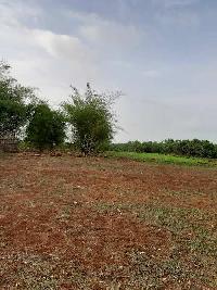  Agricultural Land for Sale in Alibag, Raigad