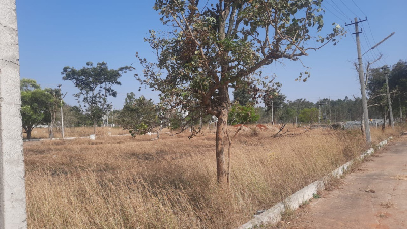  Residential Plot 1564 Sq.ft. for Sale in Anekal, Bangalore