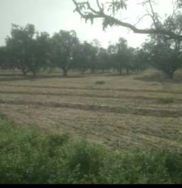  5 Bigha Agricultural/Farm Land for Sale in Mohanlalganj, Lucknow