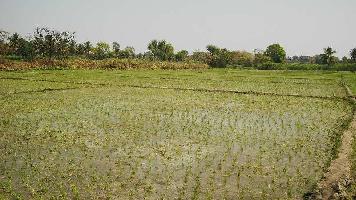  Agricultural Land for Rent in Maddur, Mandya