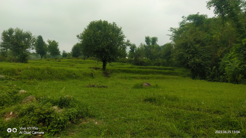 Agricultural Land 80 Marla for Sale in Palampur, Kangra