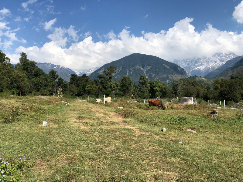  65 Marla Residential Plot for Sale in Sidhbari, Dharamsala
