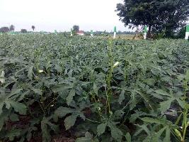  Agricultural Land for Sale in Chennai Trichy Highway