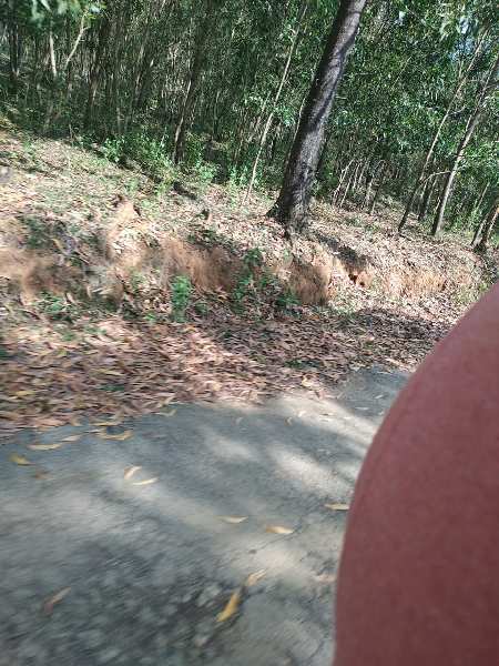 Agricultural Land 12 Acre for Sale in Sakleshpur, Hassan